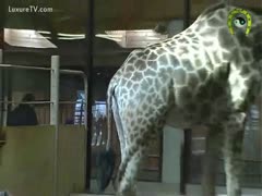 Other giraffes are drawn to fuck with giraffes.